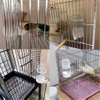 Transparent Water Fountain for Pet Birds