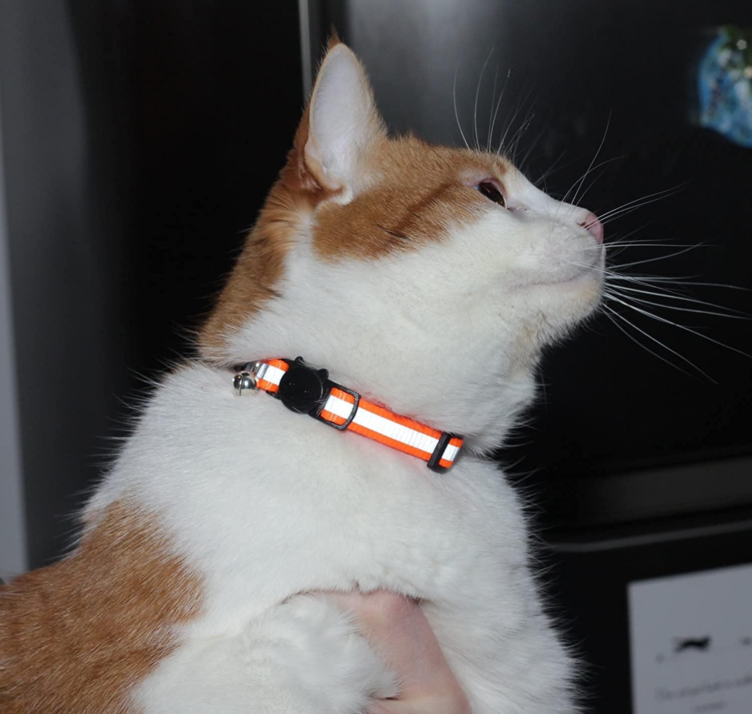 Reflective Cat Collar with Bell