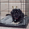 WHKJ Self-Warming Cat Bed Mat