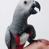 Pet Bird Tuxedo Flight Suit for Special Occasions And Daily Wear