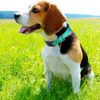 Dog Collars