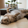Sisal Cat Scratch Furniture Protector
