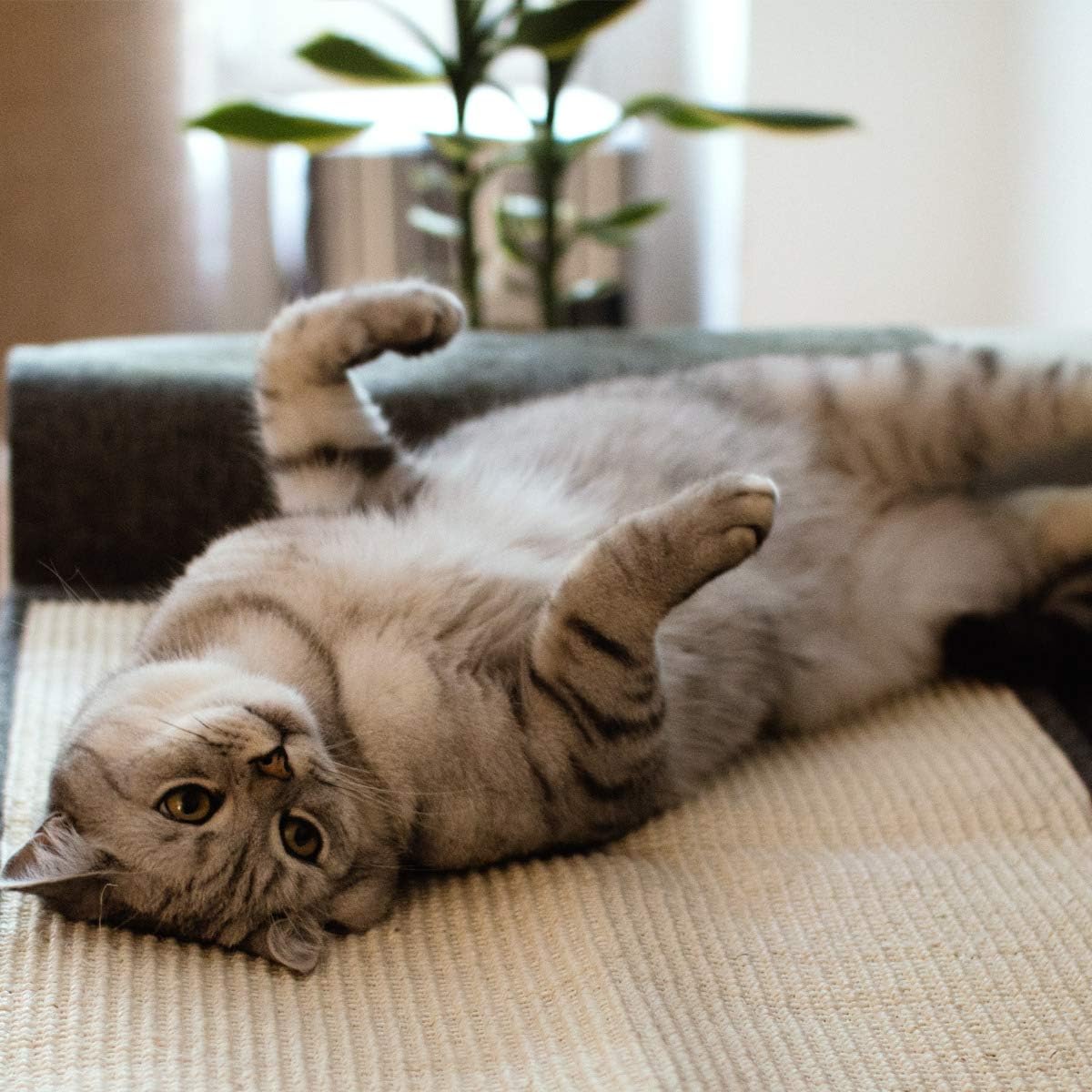 Sisal Cat Scratch Furniture Protector
