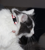Reflective Cat Collar with Bell