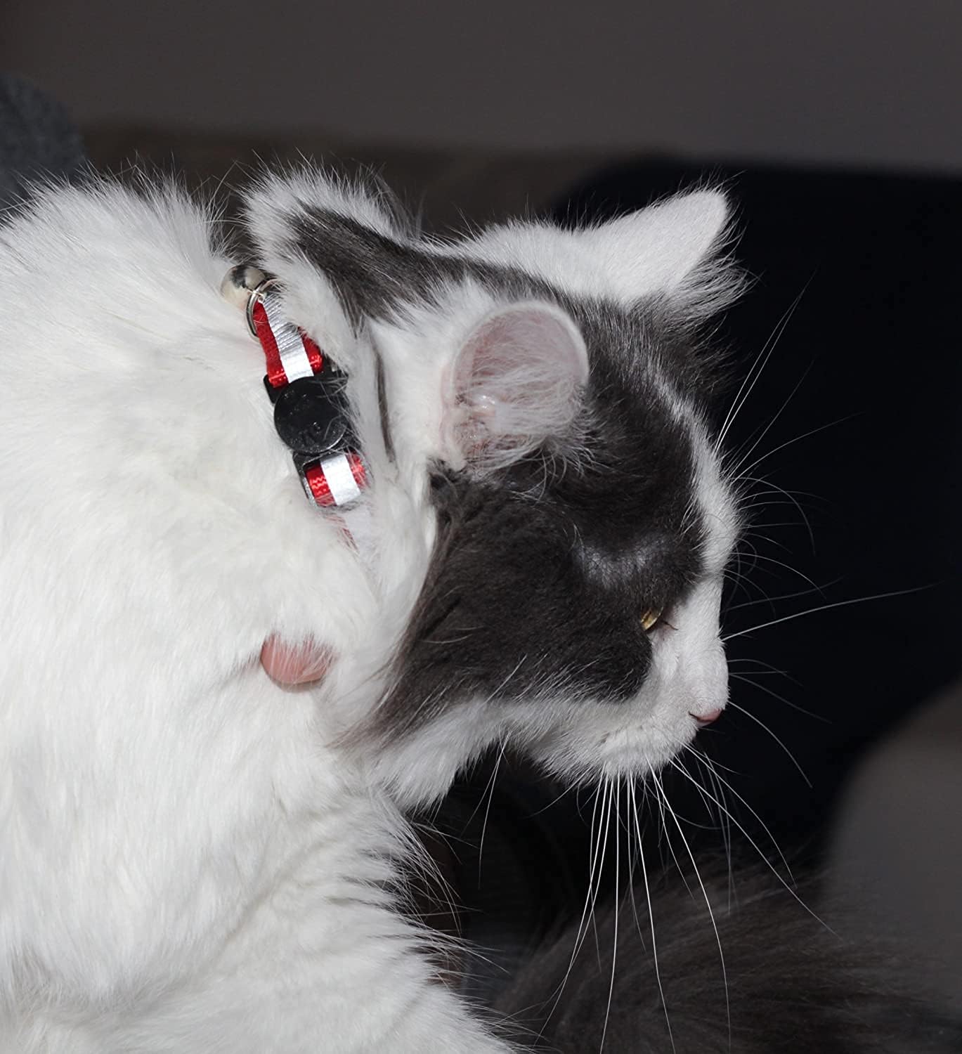 Reflective Cat Collar with Bell