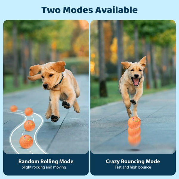Dog Chase Toy