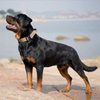 Wehao Premium Heavy Duty Dog Collar with Padded Handle