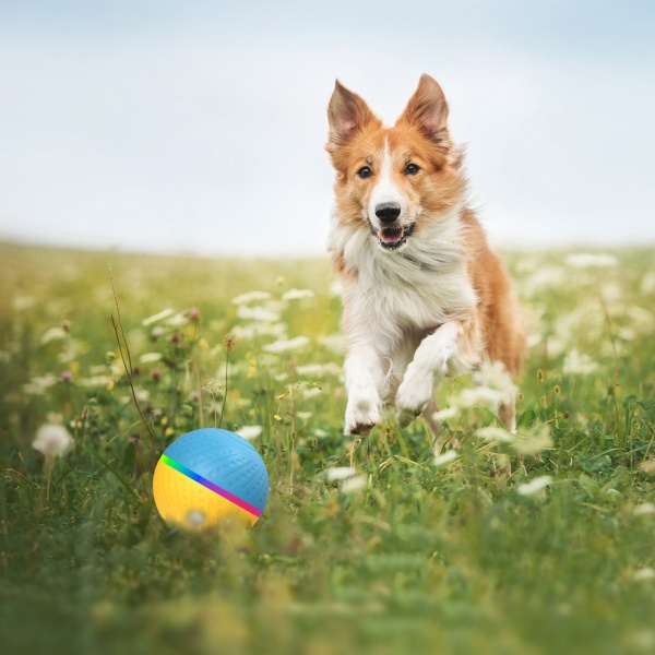 Ideal for Large Breeds