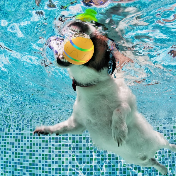 Funny Dog Toys