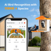 AI Identify Bird Species 11k, Auto Capture Bird Videos