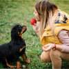Dog Toy Suppliers Custom Interactive Rubber Squeaky Chew Ball Dog Toys