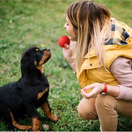 6 tough chew dog toys.png