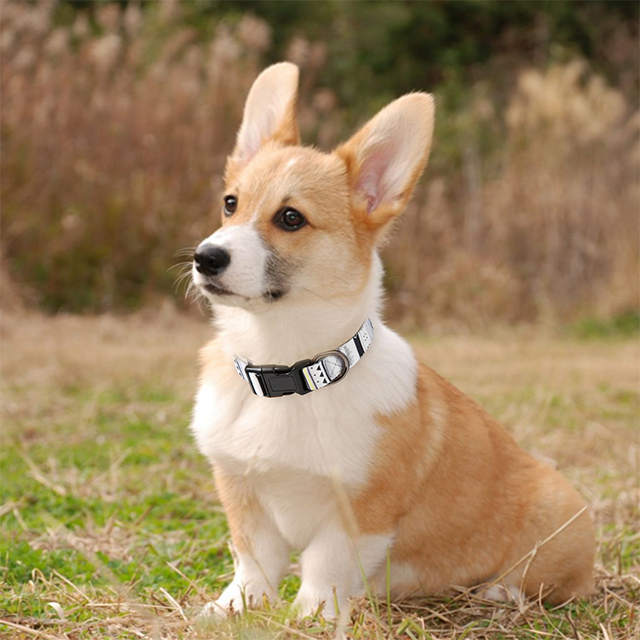 Wehao Dog Collar Stylish Durable Nylon Comfortable Adjustable Design