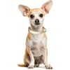 Wehao Reflective Dog Collar Adjustable Premium Nylon Safety Buckle