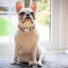 Wehao Dog Harness Comfortable Adjustable Soft Durable for Daily Use