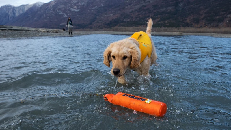 Water Toys for Swimming Enthusiasts