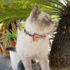 Wehao Plaid Breakaway Cat Collar with Bow Bell