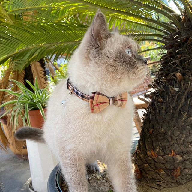 Wehao Plaid Breakaway Cat Collar with Bow Bell