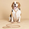 Wehao Shock Absorbent Lightweight Premium Rope Pet Leash