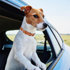 Wehao Adjustable Durable Dog Collar Comfortable Stylish Spiked Design