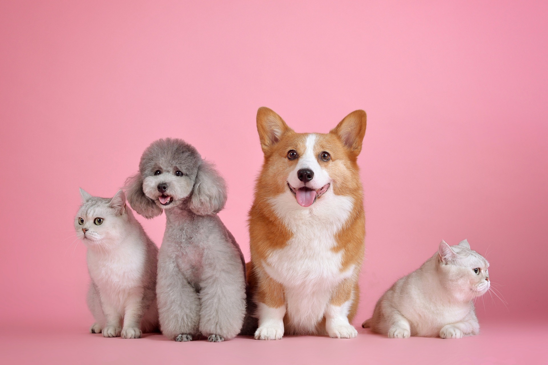 Creative Pet Supplies