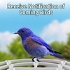 Smart Bird Feeder: HD Camera, Solar Panel, Two-Way Audio