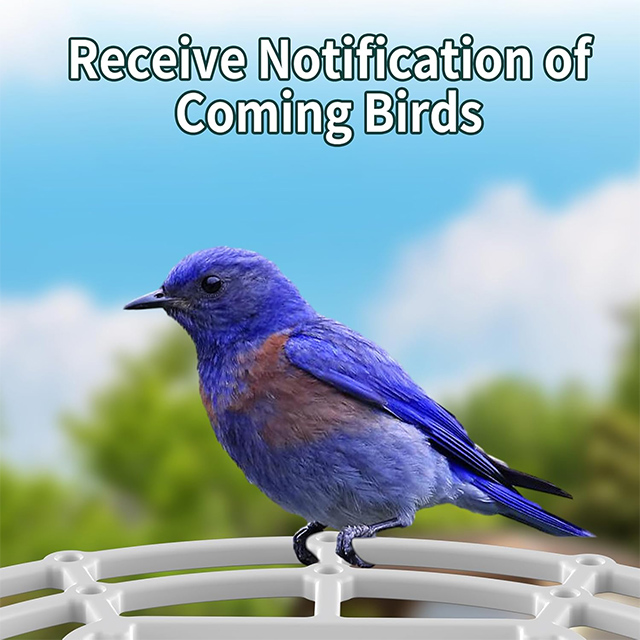Smart Bird Feeder: HD Camera, Solar Panel, Two-Way Audio