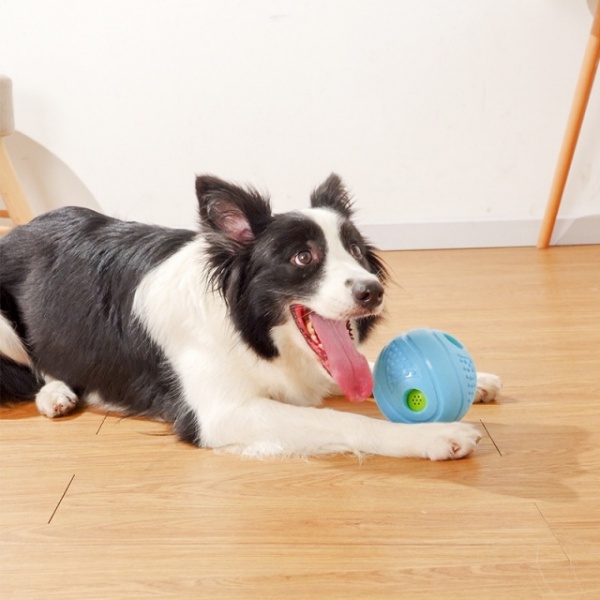 Versatile Size for All Dog Breeds