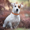 Wehao Adjustable Durable Dog Collar Comfortable Stylish Spiked Design