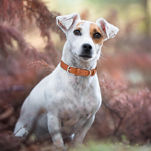 Wehao Adjustable Durable Dog Collar Comfortable Stylish Spiked Design