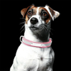 Wehao Reflective Dog Collar with Name Pers