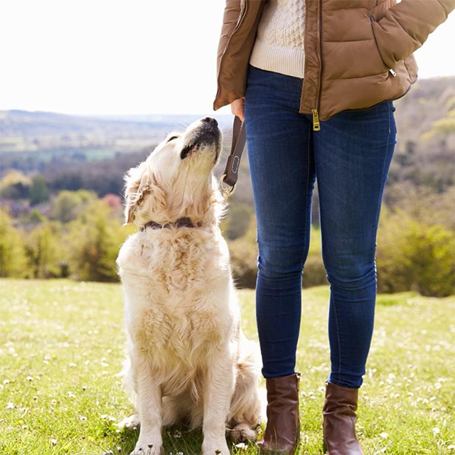 Wehao Leather Handle Short Dog Leash Heavy Duty Traffic Lead