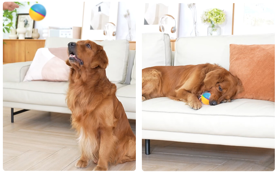best interactive dog toys