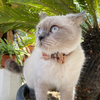 Wehao Plaid Breakaway Cat Collar with Bow Bell