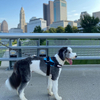 Wehao Dog Harness No Pull Adjustable Reflective Durable Design