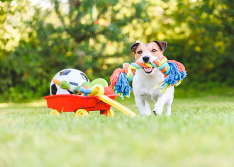 Dog Toy Manufacturers.jpg