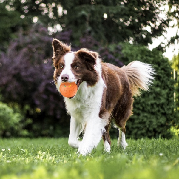 Wholesale Dog Toys
